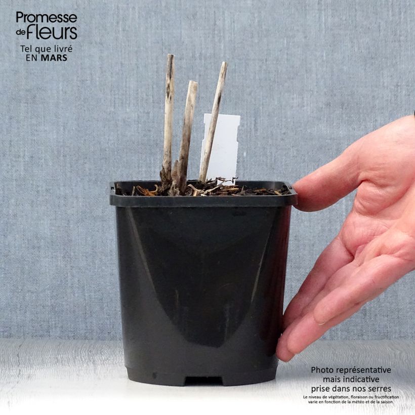 Hosta Spritzer Vaso da 1,5L/2L esemplare consegnato in primavera