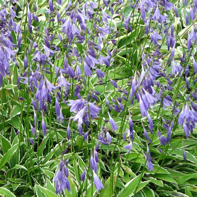 Hosta Stiletto (Fioritura)