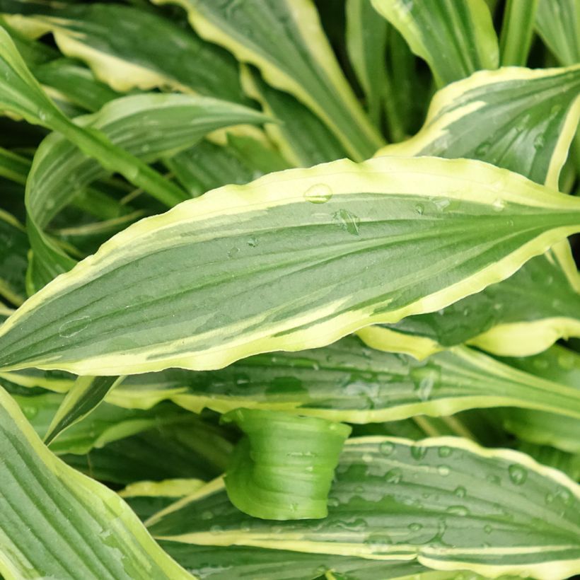 Hosta Stiletto (Fogliame)