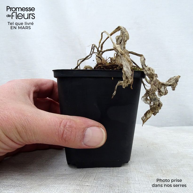 Example of Hosta Striptease Vasetto da 8/9 cm as you get in printemps