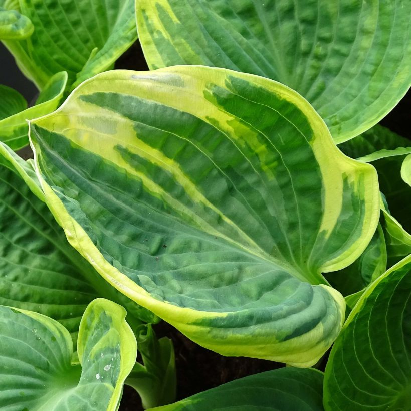 Hosta Sugar Daddy (Foliage)