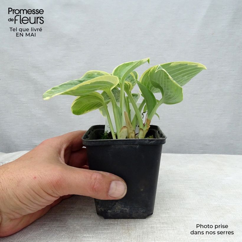 Example of Hosta Sugar Daddy Vasetto da 8/9 cm as you get in printemps