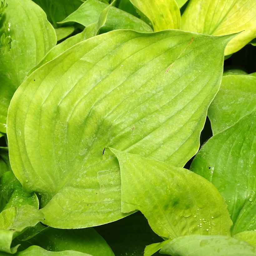 Hosta Sum and Substance (Fogliame)