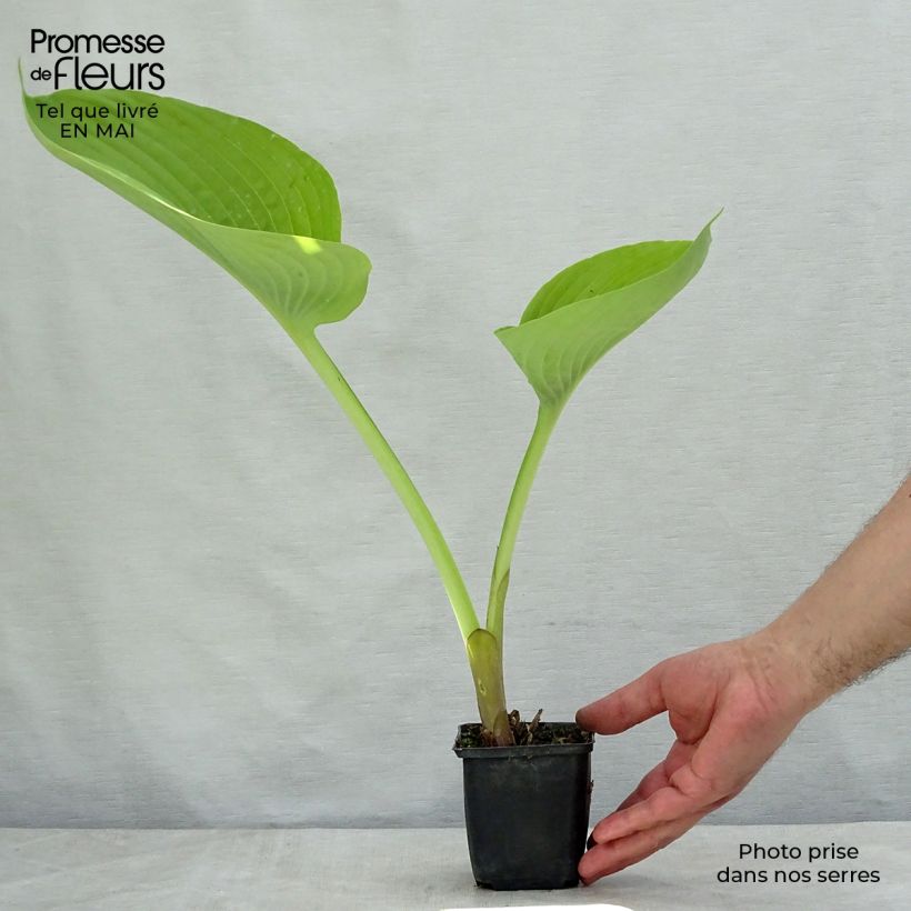 Hosta Sum and Substance Vasetto da 8/9 cm esemplare consegnato in primavera