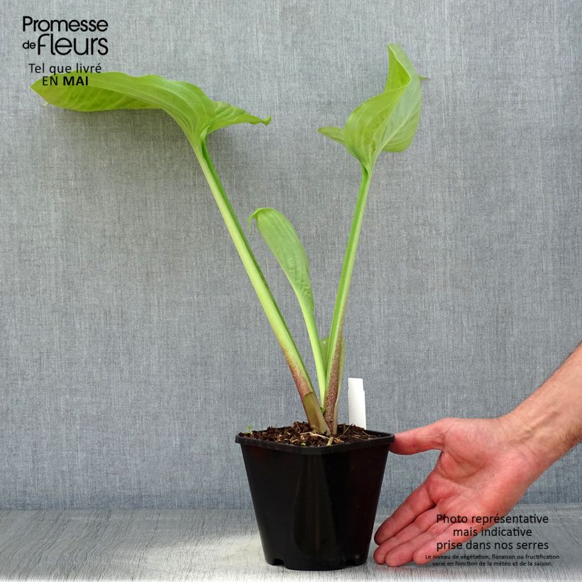 Hosta Sum and Substance Vaso da 1,5L/2L esemplare consegnato in primavera