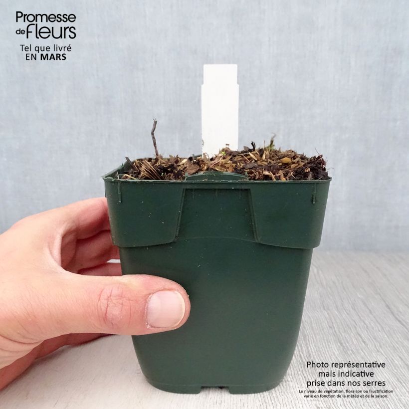 Hosta Summer Breeze Vasetto da 8/9 cm esemplare consegnato in primavera