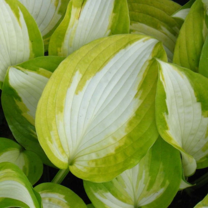 Hosta Summer Music (Fogliame)