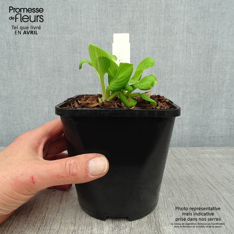 Hosta Sun Mouse Vaso da 1,5L/2L esemplare consegnato in primavera