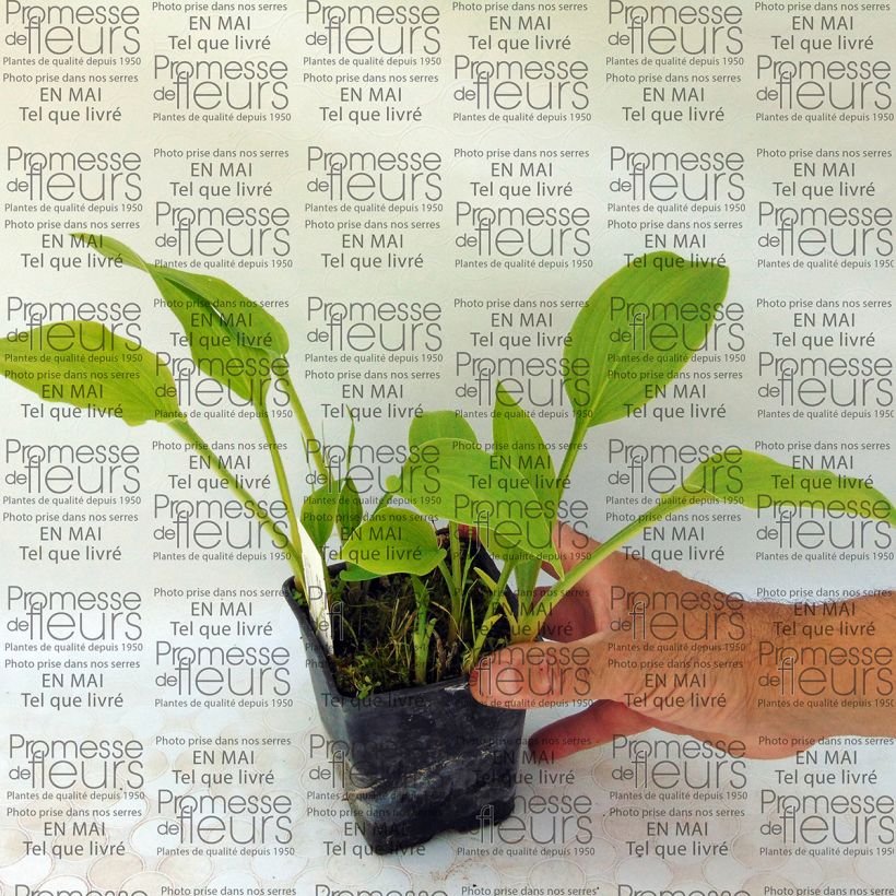 Esempio di esemplare Hosta Sweet Susan Vasetto da 8/9 cm come consegnato