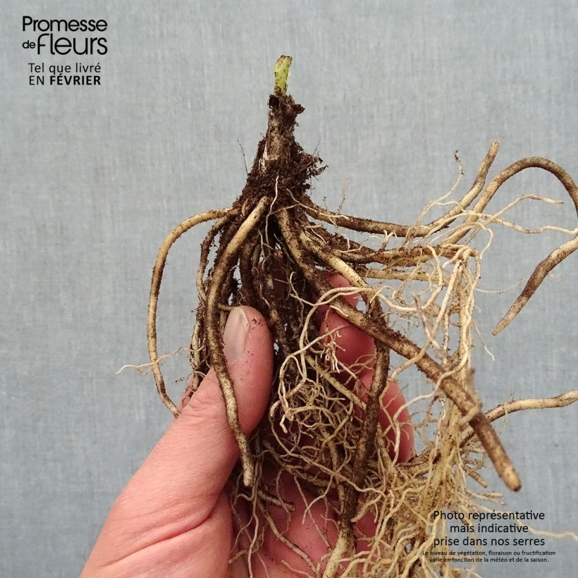 Example of Hosta T Rex Piante piccole a radice nuda as you get in hiver