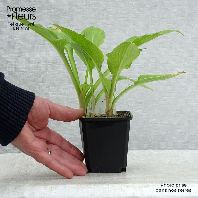 Hosta Tall Boy Vasetto da 8/9 cm esemplare consegnato in primavera