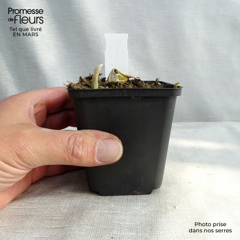 Example of Hosta The King Vasetto da 8/9 cm as you get in printemps