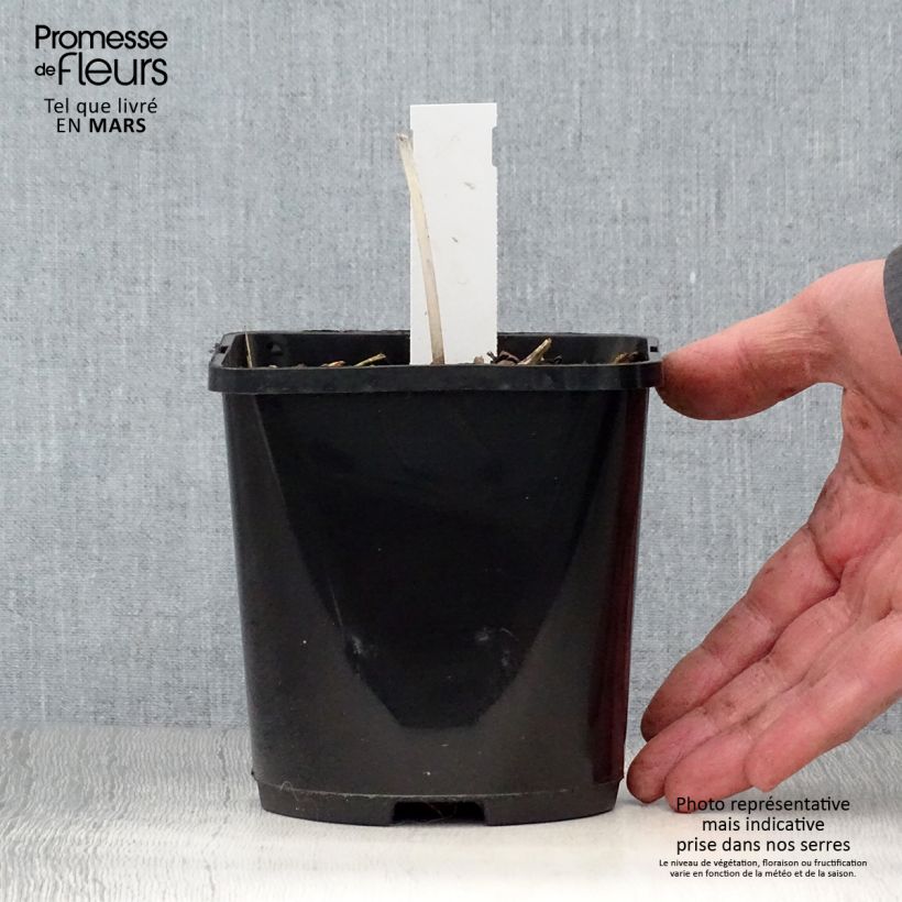 Hosta The Queen Vaso da 1,5L/2L esemplare consegnato in primavera