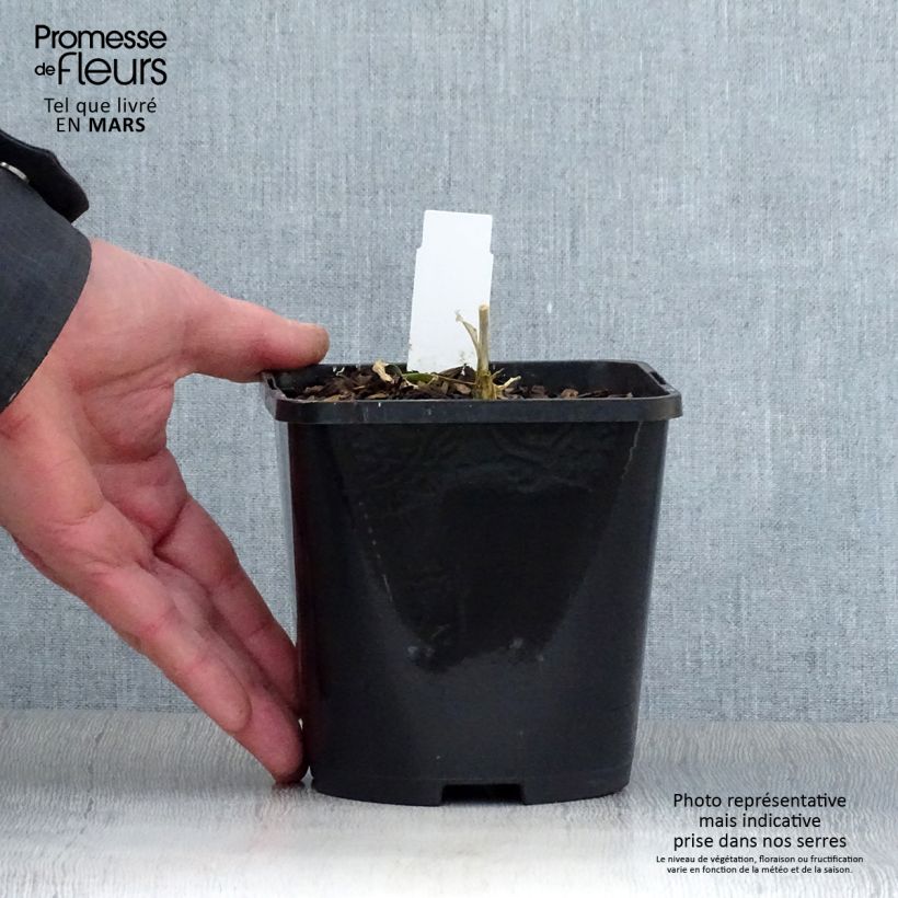 Hosta Timeless Beauty Vaso da 1,5L/2L esemplare consegnato in primavera