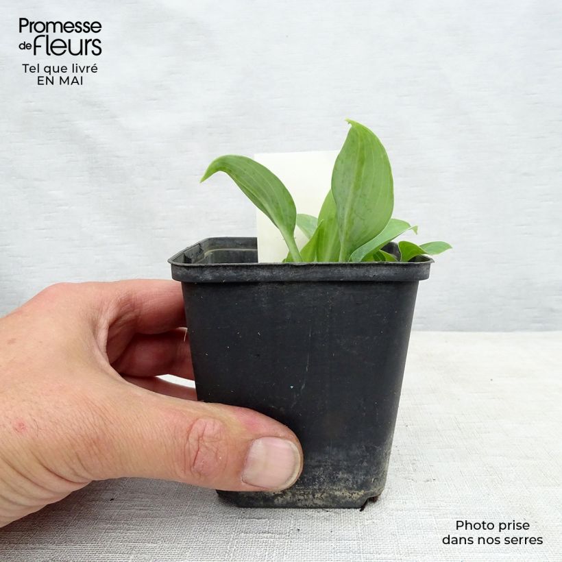 Hosta True Blue Vasetto da 8/9 cm esemplare consegnato in primavera