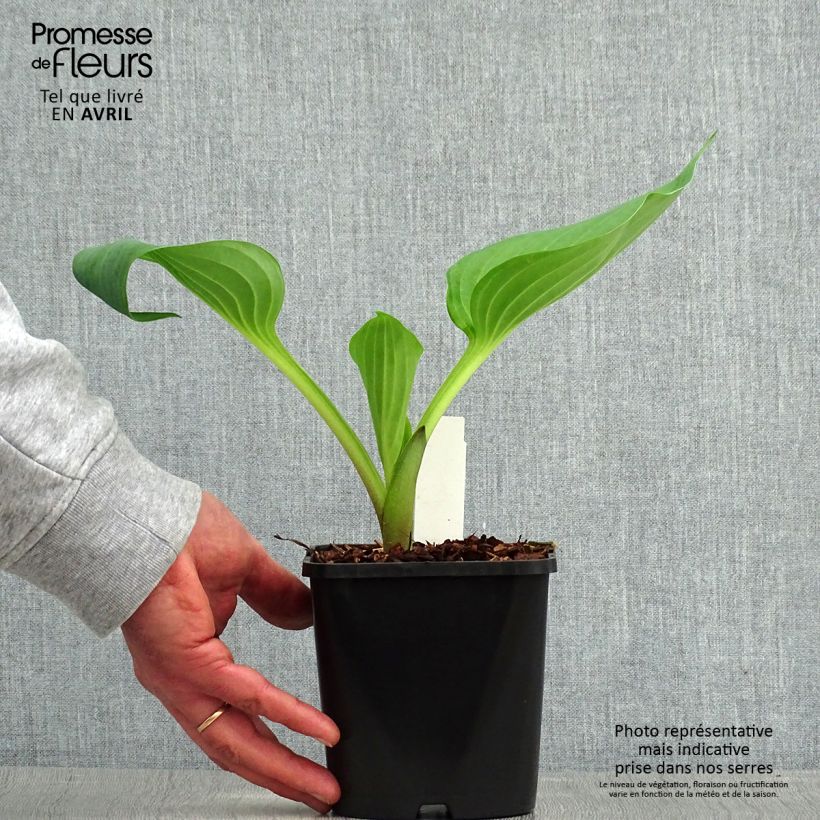Example of Hosta UFO Vaso da 1,5L/2L as you get in printemps