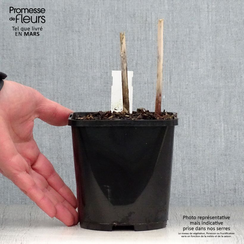 Example of Hosta Victor Vaso da 1,5L/2L as you get in printemps