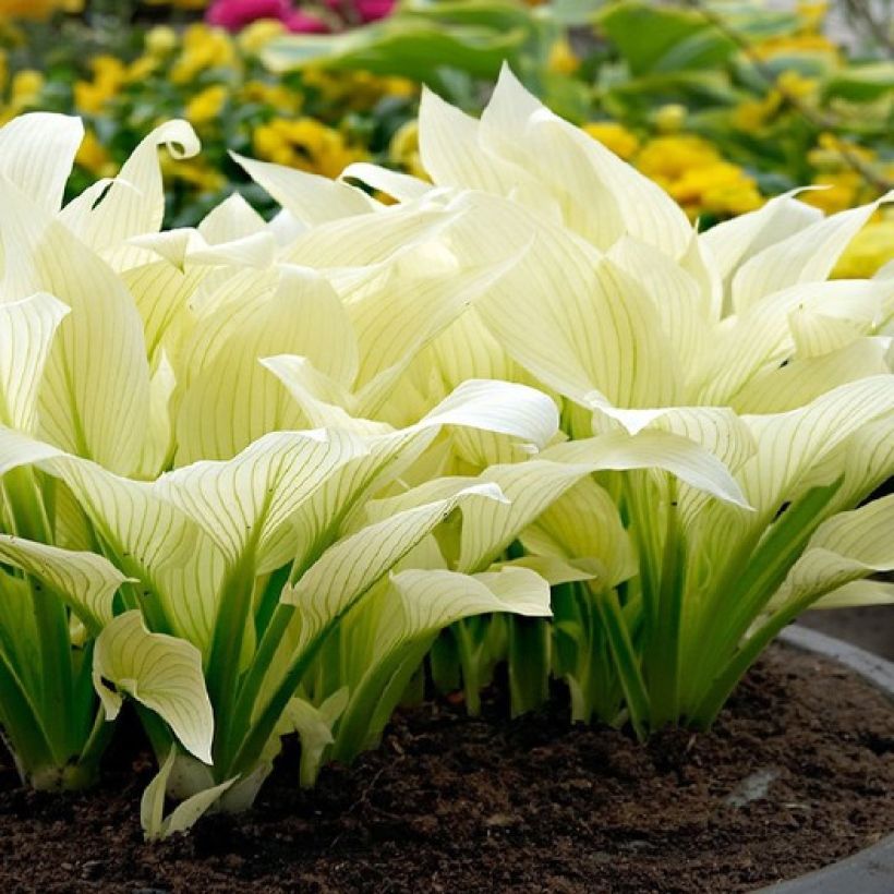 Hosta White Feather (Porto)