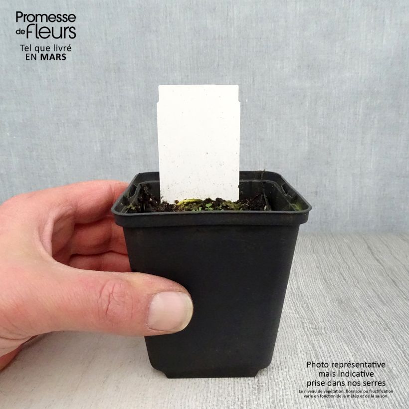 Example of Hosta White On Vasetto da 8/9 cm as you get in printemps