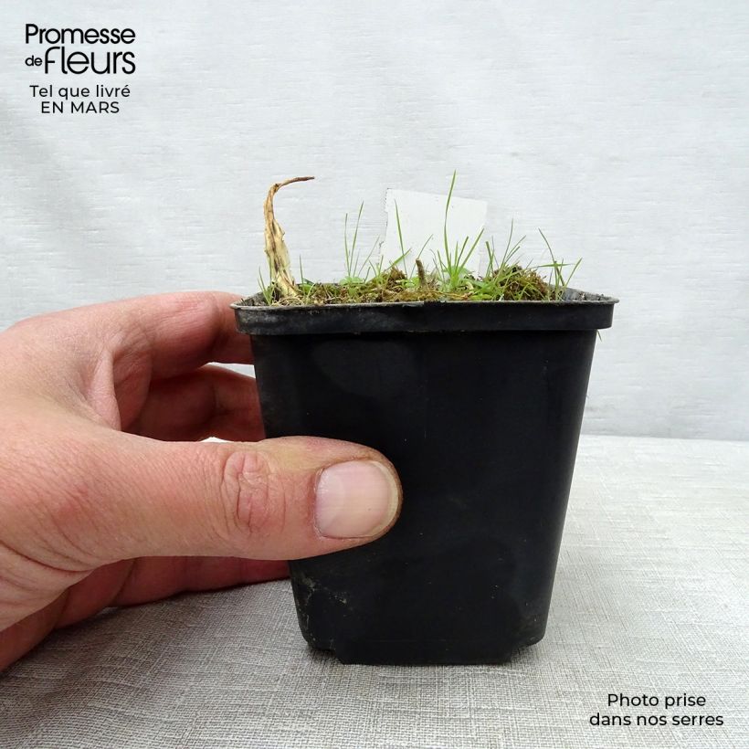 Hosta White Trumpets Vasetto da 8/9 cm esemplare consegnato in primavera