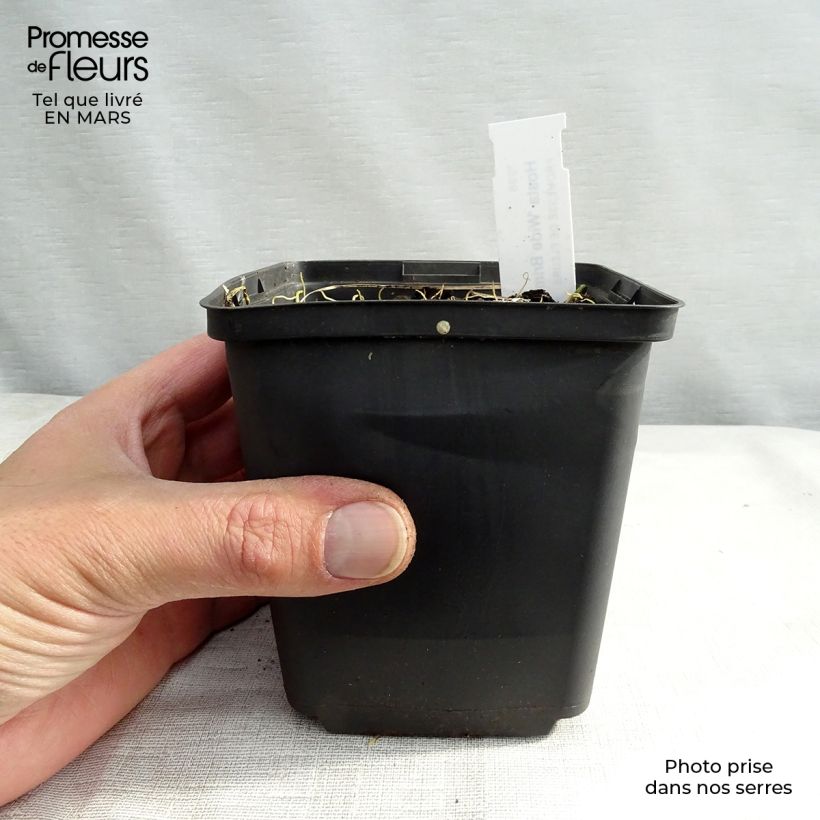 Example of Hosta Wide Brim Vasetto da 8/9 cm as you get in printemps