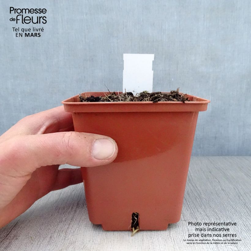 Hosta Winter Snow Vaso da 1L/1,5L esemplare consegnato in primavera