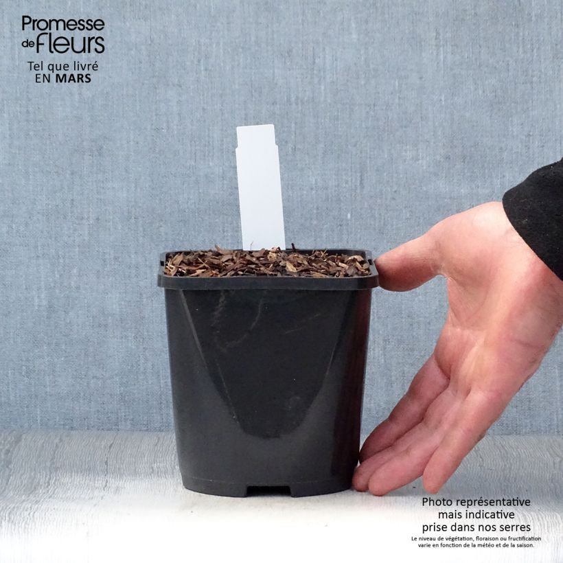 Hosta Abiqua Drinking Gourd Vaso da 1,5L/2L esemplare consegnato in primavera