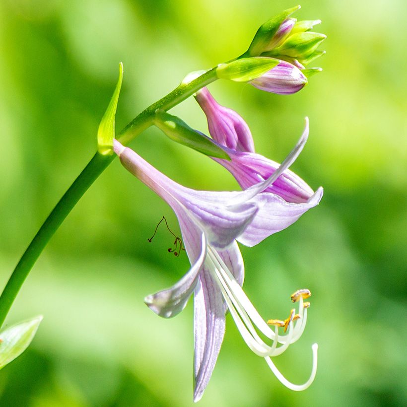 Hosta clausa var. normalis (Fioritura)