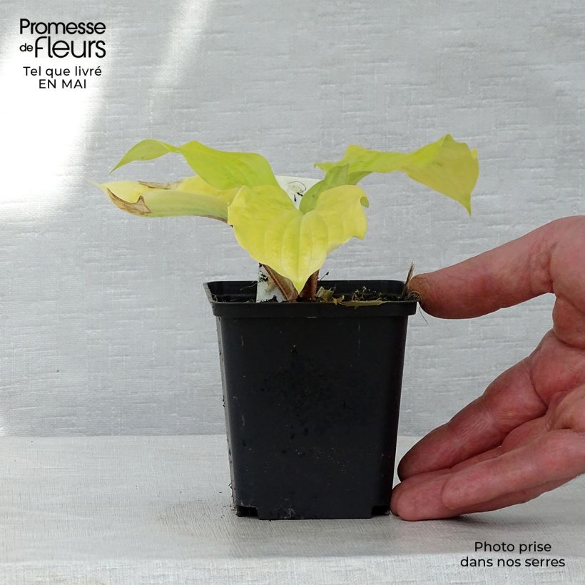 Example of Hosta fire Island Vasetto da 8/9 cm as you get in printemps