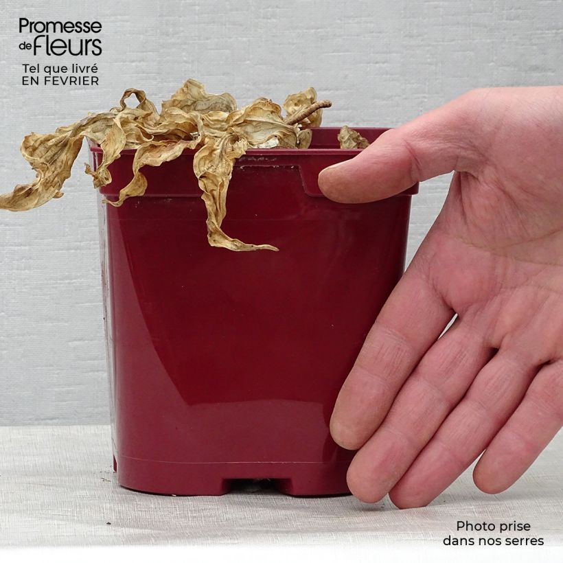 Example of Hosta fire Island Vaso da 2L/3L as you get in hiver