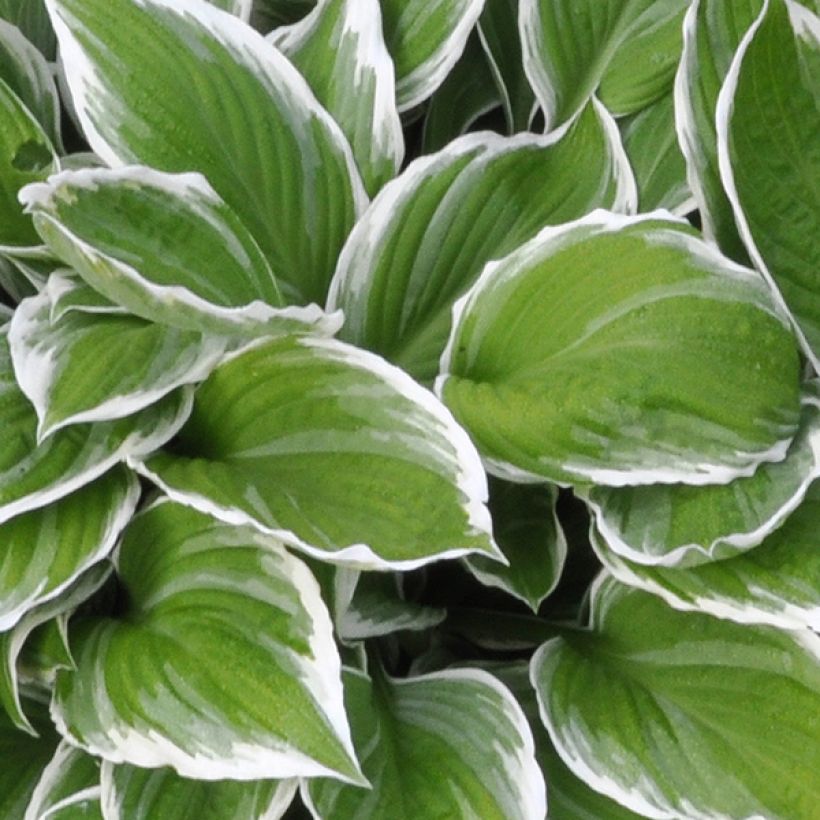 Hosta fortunei Albomarginata (Fogliame)