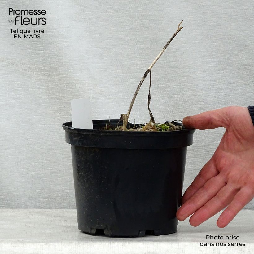 Example of Hosta fortunei albopicta Vaso da 2L/3L as you get in printemps