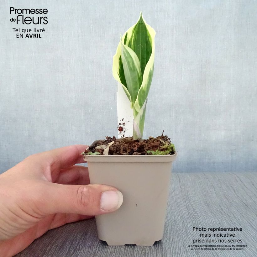 Hosta fortunei Patriot Vasetto da 8/9 cm esemplare consegnato in primavera