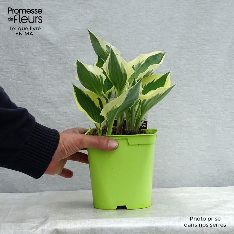 Hosta fortunei Patriot Vaso da 2L/3L esemplare consegnato in primavera