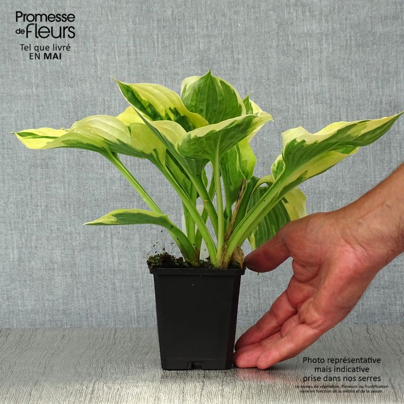 Example of Hosta fortunei Twilight Vasetto da 8/9 cm as you get in printemps