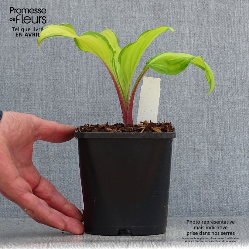 Hosta Lipstick Kiss Vaso da 1,5L/2L esemplare consegnato in primavera