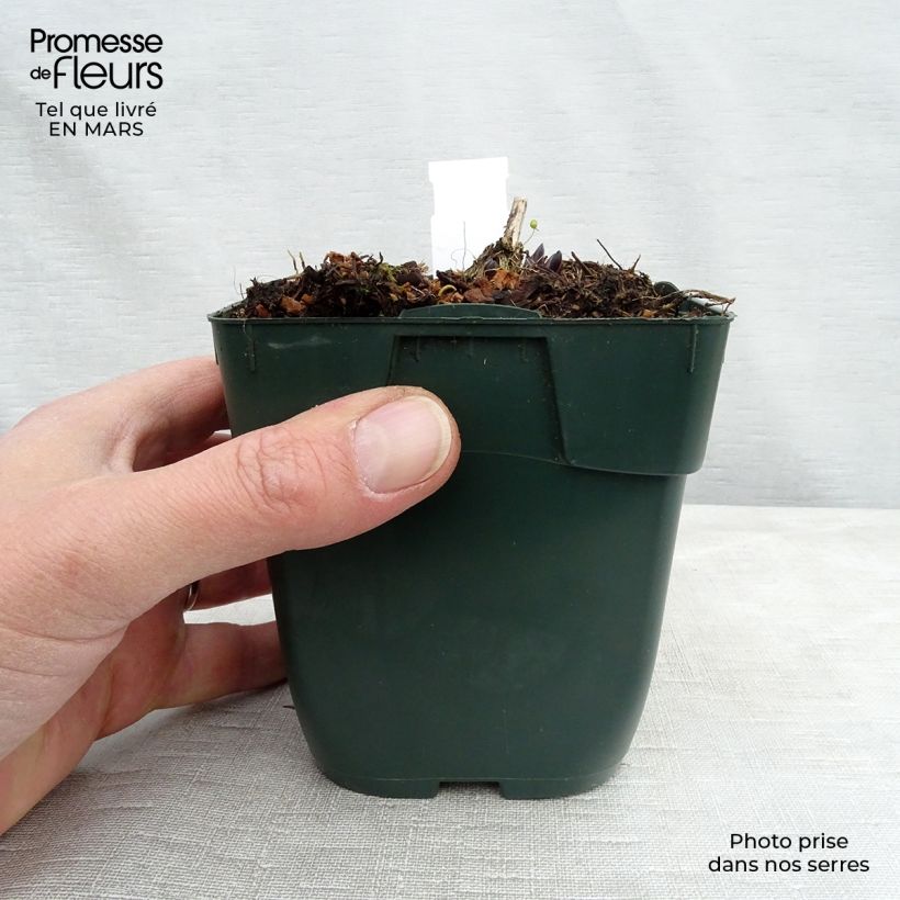 Hosta montana Yellow River Vasetto da 8/9 cm esemplare consegnato in primavera