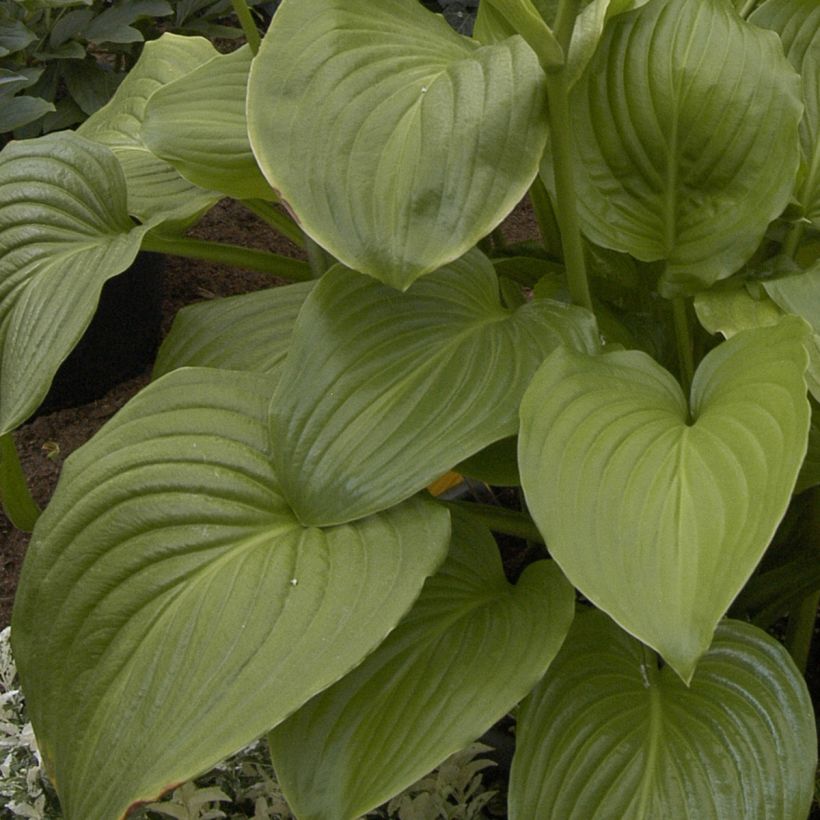 Hosta plantaginea Venus - Giglio d'agosto (Fogliame)