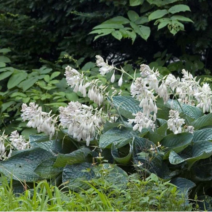 Hosta sieboldiana (Flowering)