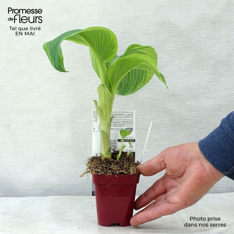 Example of Hosta sieboldiana Frances williams Vasetto da 8/9 cm as you get in printemps