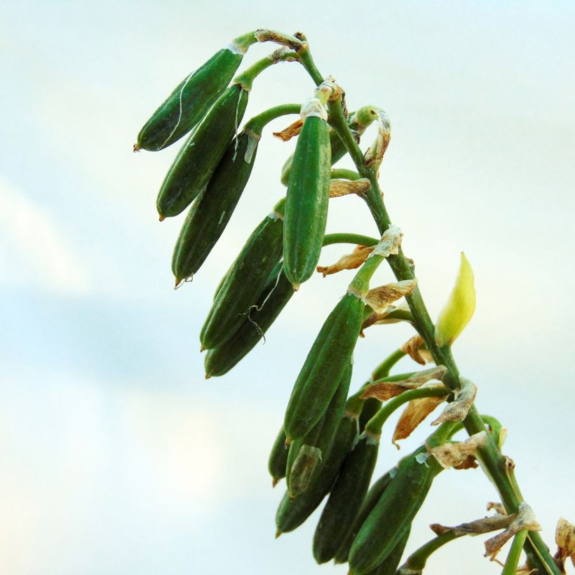 Hosta sieboldiana Frances williams (Harvest)