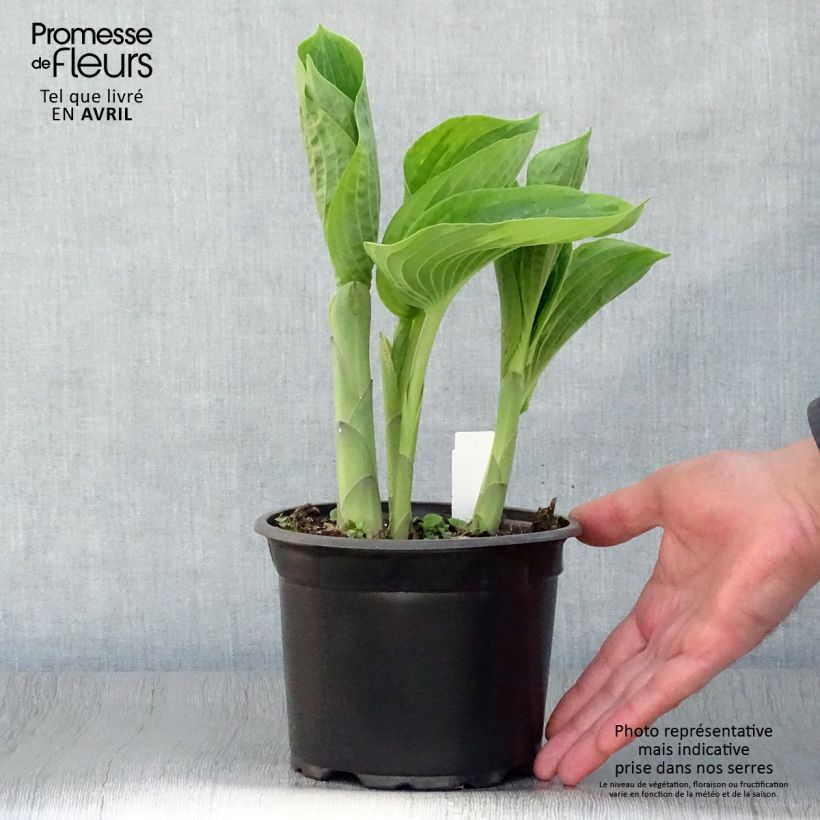 Example of Hosta sieboldiana Frances williams Vaso da 2L/3L as you get in printemps