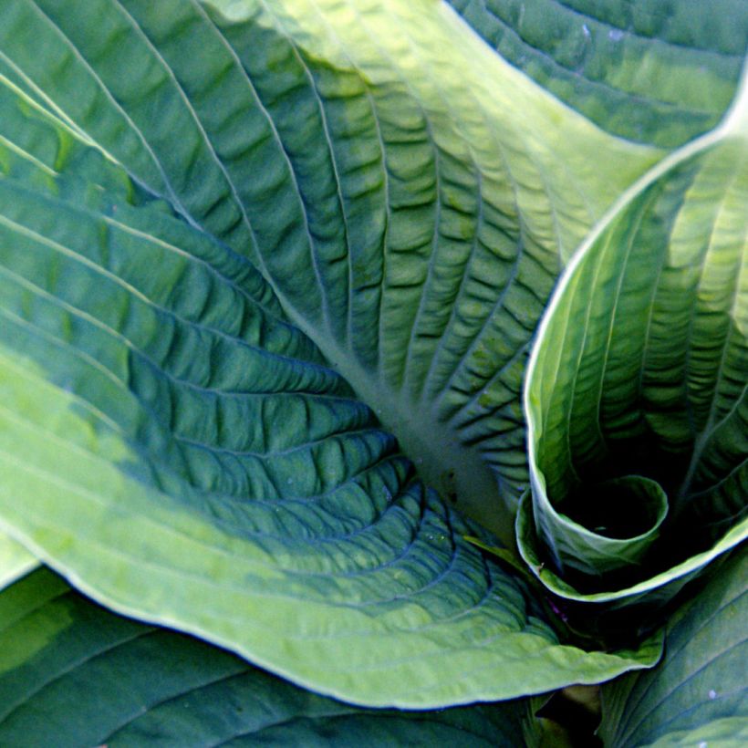 Hosta sieboldiana Frances williams (Foliage)
