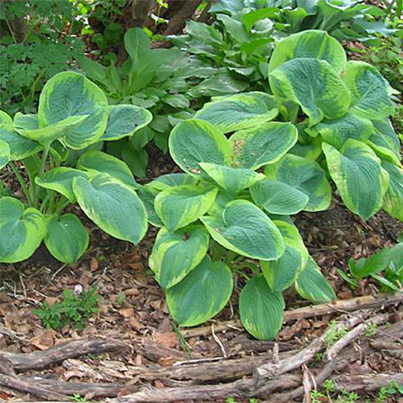 Hosta sieboldiana Frances williams (Plant habit)