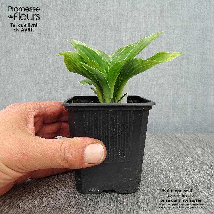 Example of Hosta sieboldiana Vasetto da 8/9 cm as you get in printemps