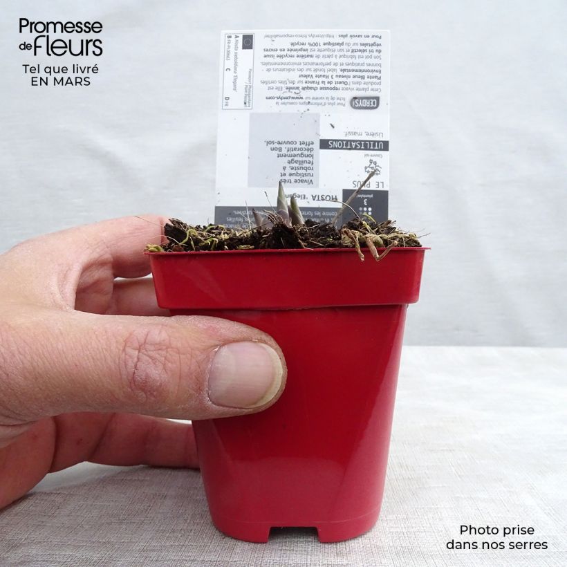 Example of Hosta sieboldiana var. elegans Vasetto da 8/9 cm as you get in printemps