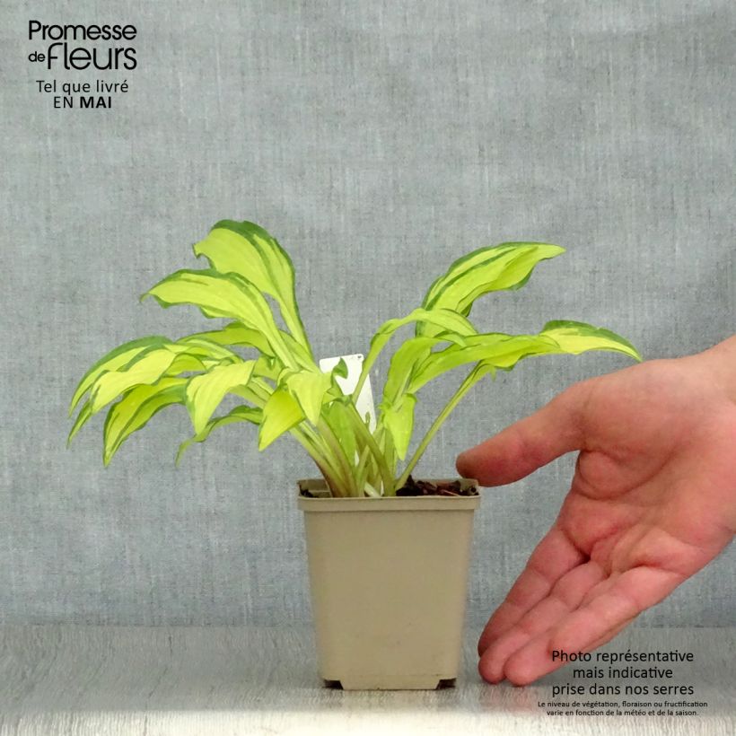 Hosta sieboldii Kabitan Vasetto da 8/9 cm esemplare consegnato in primavera