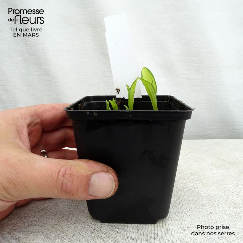 Hosta sieboldii Silver Kabitan Vasetto da 8/9 cm esemplare consegnato in primavera