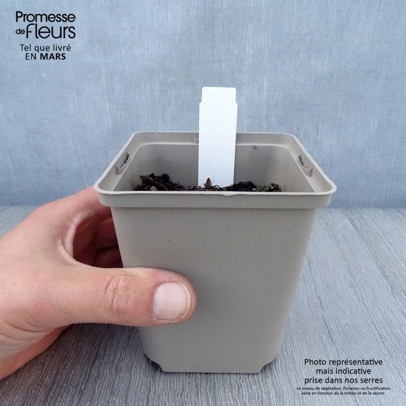 Hosta Sun power Vasetto da 8/9 cm esemplare consegnato in primavera