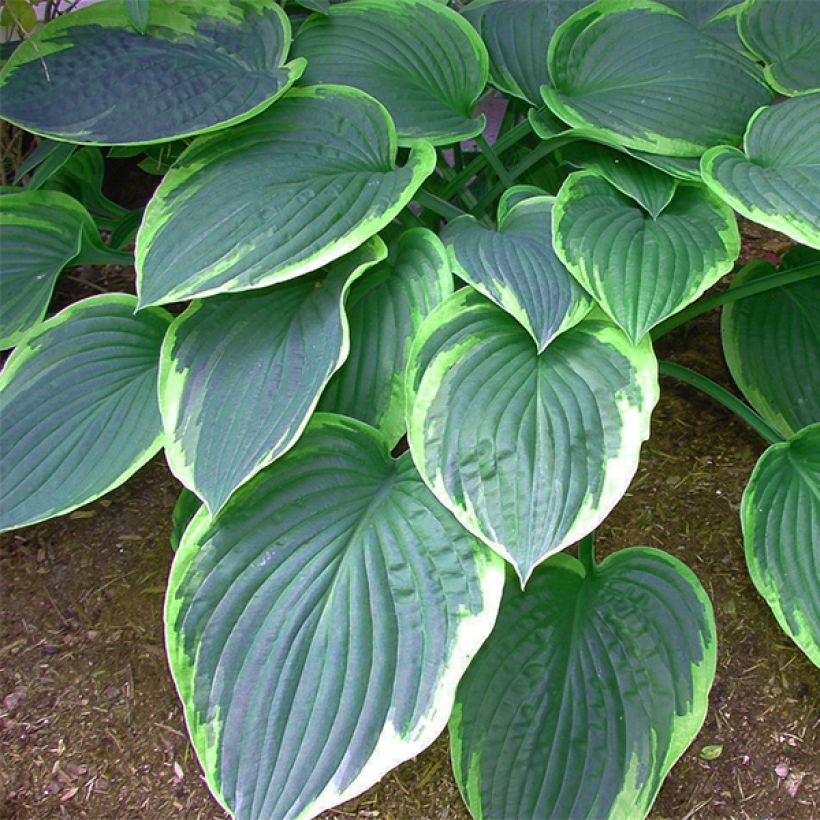 Hosta tardiana El Niño (Fogliame)